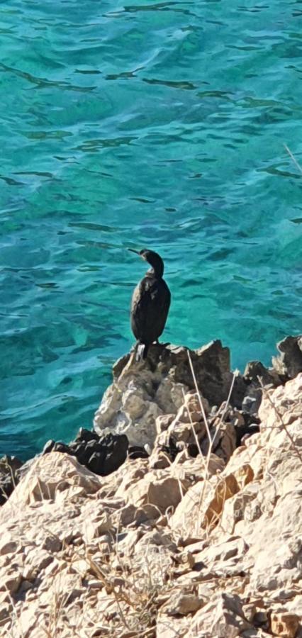 Swim And Climb Baska House - Island Krk * Draga Bascanska